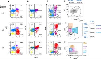 Transcriptomic Analysis of Monocyte-Derived Non-Phagocytic Macrophages Favors a Role in Limiting Tissue Repair and Fibrosis